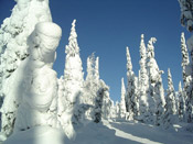 snow covered trees