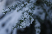 snow pine tree