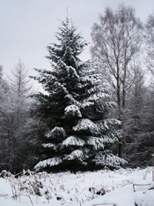 Snowy Douglas Fir