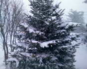 snowy pine tree