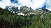 southern beech tree forest