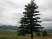 spruce tree picture