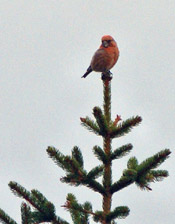 spruce tree top