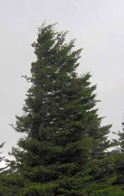 spruce tree