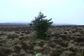 spruce tree pic