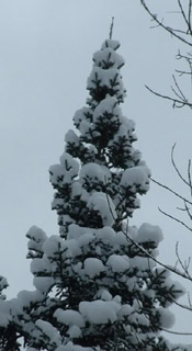 Blue spruce snowy treetop