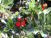 strawberry tree photograph