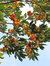 strawberry tree photo