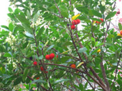 strawberry tree