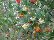 strawberry tree blooms