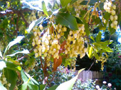 strawberry tree image