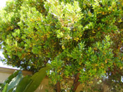 strawberry tree photo