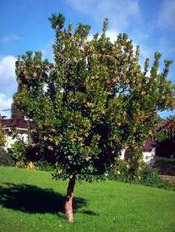 strawberry tree pic