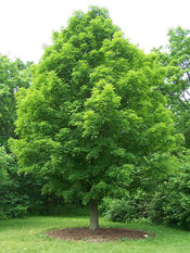 sugar maple tree