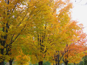 sugar maple trees