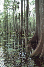 Bald Cypress Tree