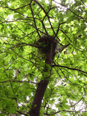 Sweet Chestnut Tree