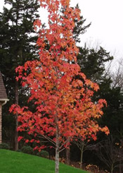 sweetgum image