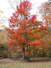 sweetgum tree