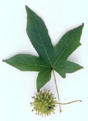 Sweetgum; Picture of Leaf and Fruit of the Sweet Gum Tree