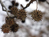 sweetgum picture