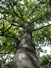 sweetgum tree