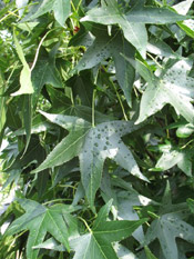 sweetgum foliage