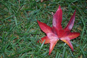 sweetgum leaf