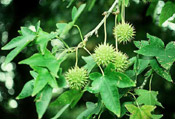 sweetgum leaves