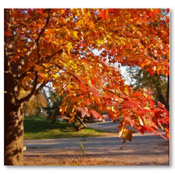 orange sweetgum