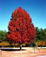 sweetgum