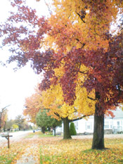 sweetgum tree pic