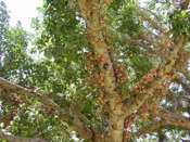 sycamore fruit