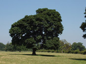 sycamore tree