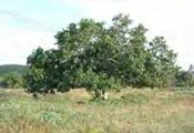 sycamore fig tree