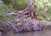 sycamore roots