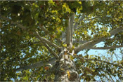 sycamore tree photograph