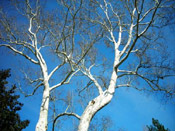 sycamore tree photo