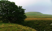 sycamore tree image