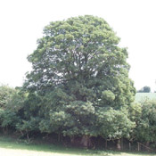 sycamore tree pic