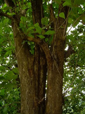 teak tree