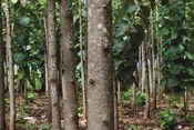 teak trees