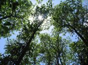 teak tree forest