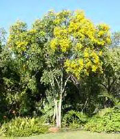 teak tree image