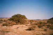 The Acacia Tree