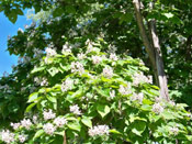 The Catalpa Tree