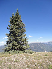 Douglas Fir in the Mountains