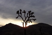 The joshua tree