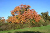 the sassafras tree