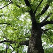 the black walnut tree